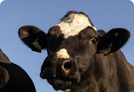 cow-looking-into-camera-on-sunny-day