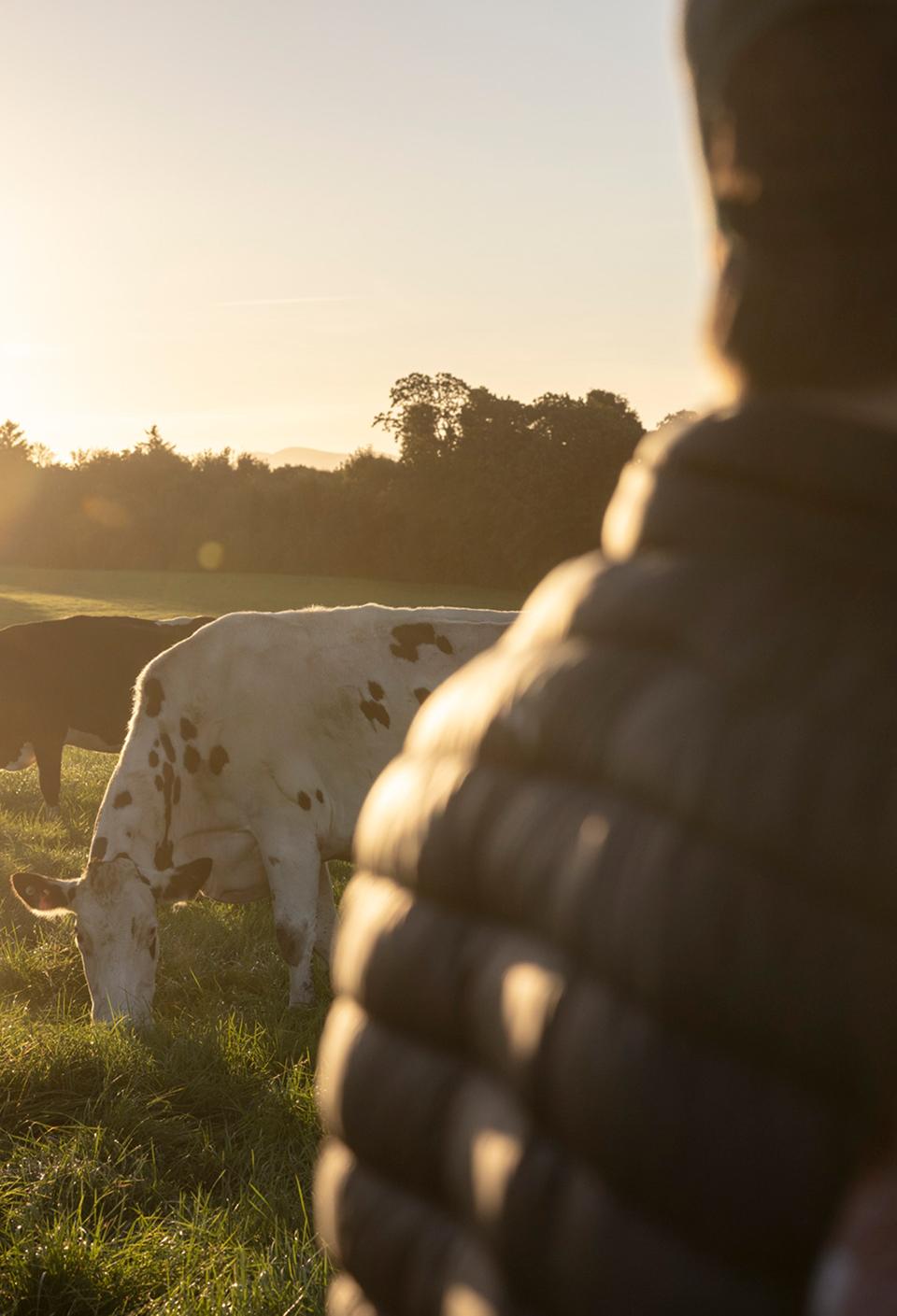 farmer-with-cows-in-field farmer-with-cows-in-field