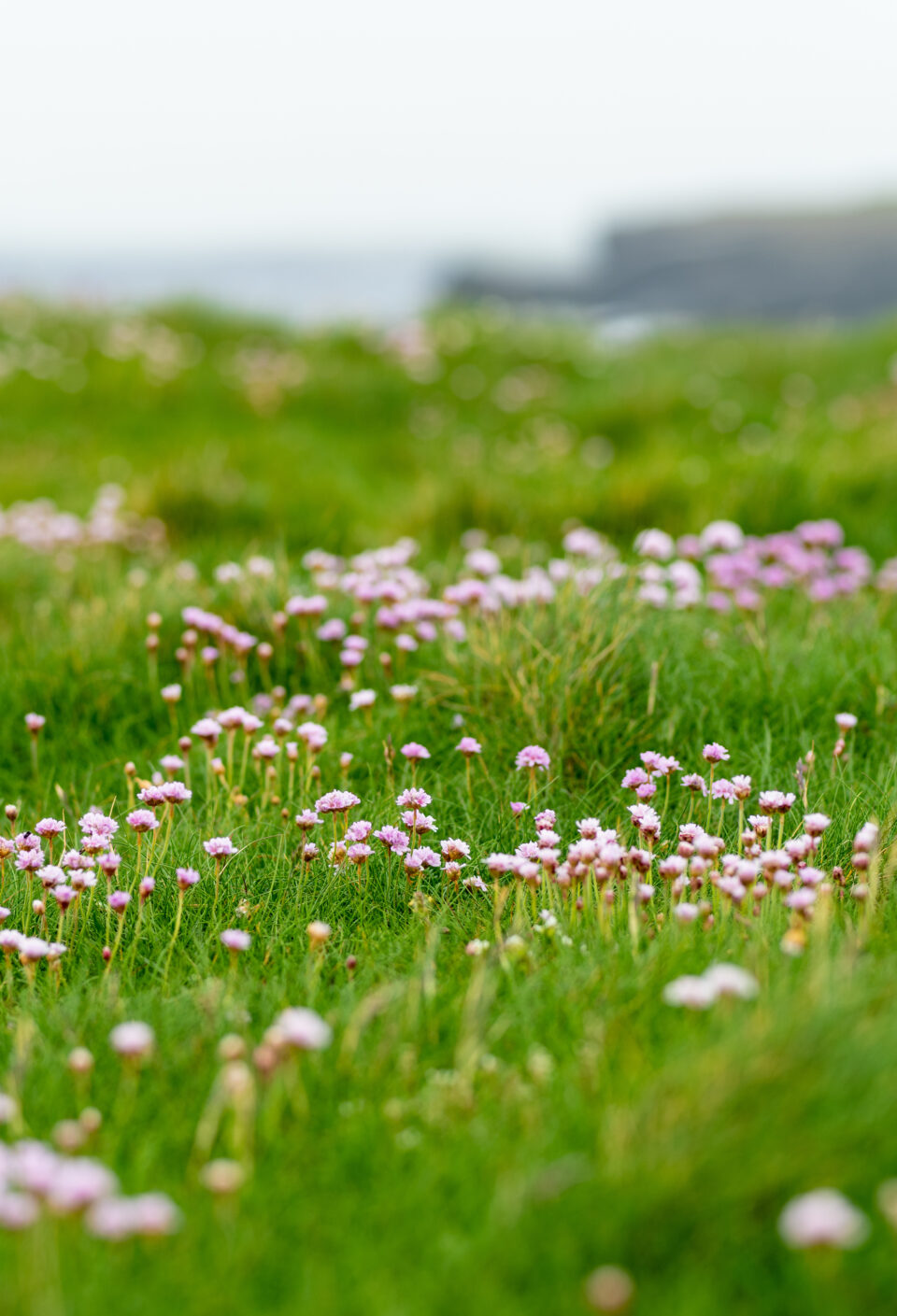 Thrift flowers blossoming on Kilkee Cliffs, situated at the Loop Head Peninsula, remote and wild stretch of stunning coastline, Wild Atlantic Way Discovery Point, county Clare, Ireland.